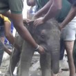 Elefantino nel pozzo: corda legata a zampa, salvo3