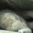Elefantino nel pozzo: corda legata a zampa, salvo4
