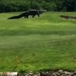 Alligatore gigante su campo da golf della Florida