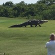 Alligatore gigante su campo da golf della Florida5