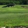 Alligatore gigante su campo da golf della Florida3