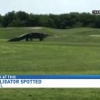 Alligatore gigante su campo da golf della Florida2