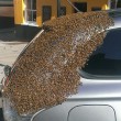 Ape regina nel bagagliaio: 20mila insetti su auto5