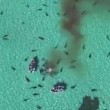 Balena divorata da 70 squali tigre, drone riprende