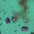 Balena divorata da 70 squali tigre, drone riprende2