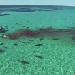 Balena divorata da 70 squali tigre, drone riprende3
