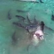 Balena divorata da 70 squali tigre, drone riprende4