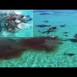 Balena divorata da 70 squali tigre, drone riprende7