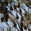Centomila pipistrelli invadono cittadina australiana4