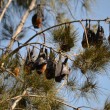 Centomila pipistrelli invadono cittadina australiana2