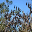 Centomila pipistrelli invadono cittadina australiana