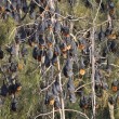 Centomila pipistrelli invadono cittadina australiana8