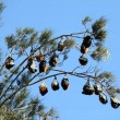 Centomila pipistrelli invadono cittadina australiana7