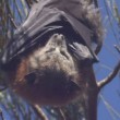 Centomila pipistrelli invadono cittadina australiana6
