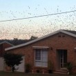 Centomila pipistrelli invadono cittadina australiana5
