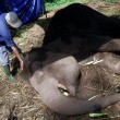 Elefantessa con zampe legate piange prima di morire2
