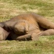 Elefantino sdraiato a terra, la mamma chiede aiuto2