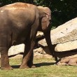 Elefantino sdraiato a terra, la mamma chiede aiuto