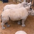 Latte finito, rinoceronti cuccioli piangono 3