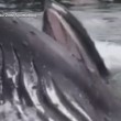 Megattera emerge accanto al molo, sorpresa in Alaska6