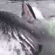 Megattera emerge accanto al molo, sorpresa in Alaska