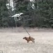 Cane a passeggio col drone, ma qualcosa va storto4
