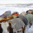 YOUTUBE Mongolia, vita da nomadi: la migrazione nella neve 8