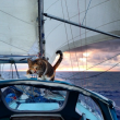 Liz Clark e la sua gattina in barca in giro per il mondo FOTO 10