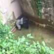 YOUTUBE Gorilla Harambe ucciso, voleva salvare un cucciolo 2