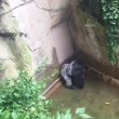 YOUTUBE Gorilla Harambe ucciso, voleva salvare un cucciolo 3