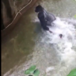 YOUTUBE Gorilla Harambe ucciso, voleva salvare un cucciolo 4