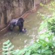 YOUTUBE Gorilla Harambe ucciso, voleva salvare un cucciolo 4
