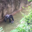 YOUTUBE Gorilla Harambe ucciso, voleva salvare un cucciolo 6