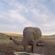 Selfie con elefante e l'animale6