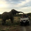 Selfie con elefante e l'animale