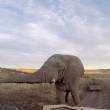 Selfie con elefante e l'animale3