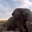 Selfie con elefante e l'animale4