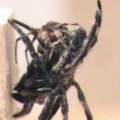 Ragno femmina gigante costringe maschio2