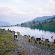Vive un anno con le capre sulle Alpi svizzere