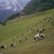 Vive un anno con le capre sulle Alpi svizzere7