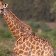 Giraffa malata, poggia collo su albero per mangiare 6
