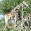 Giraffa malata, poggia collo su albero per mangiare 5