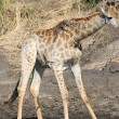 Giraffa malata, poggia collo su albero per mangiare 4