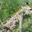 Giraffa malata, poggia collo su albero per mangiare 2