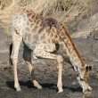 Giraffa malata, poggia collo su albero per mangiare