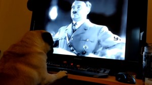 Gb, insegna saluto nazista al suo cane: padrone arrestato