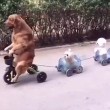 Cane guida triciclo e porta a spasso due suoi simili