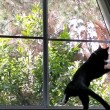 Gatto vede uccello, salta contro finestra4