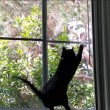 Gatto vede uccello, salta contro finestra3