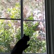 Gatto vede uccello, salta contro finestra2